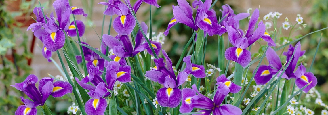 Iris Blue Magic visiban.jpg